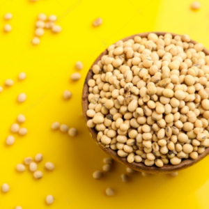 SoyaBeen Seed